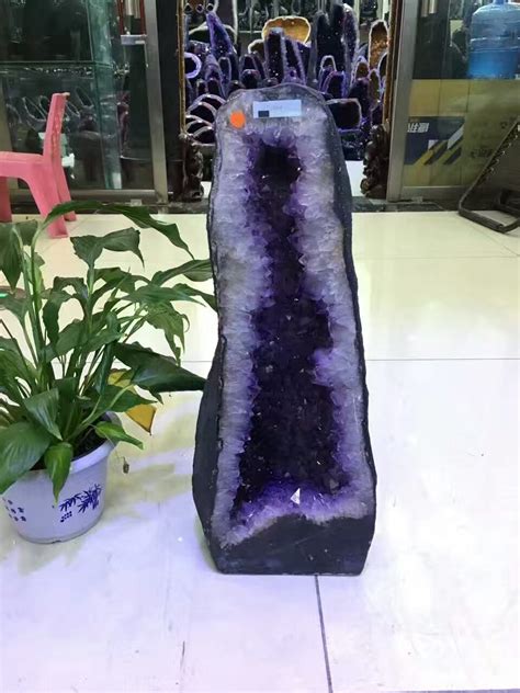 紫水晶洞 擺放 散光 植物